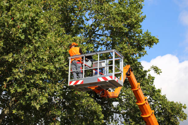 Tree Branch Trimming in Farmington, PA